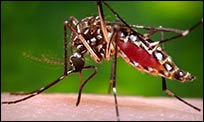 A picture of the Aedes mosquito that can transmit the Zika virus.