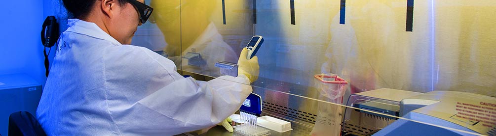 Laboratory scientist wearing protective equipment works at a biosafety cabinet, using a pipette. 